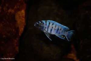 Metriaclima zebra 'Masinje'